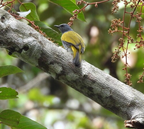 Grey-bellied Bulbul (Rubigula cyaniventris), photo 3