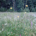 高地金蓮花 - Photo 由 Viktoria 所上傳的 (c) Viktoria，保留部份權利CC BY-NC