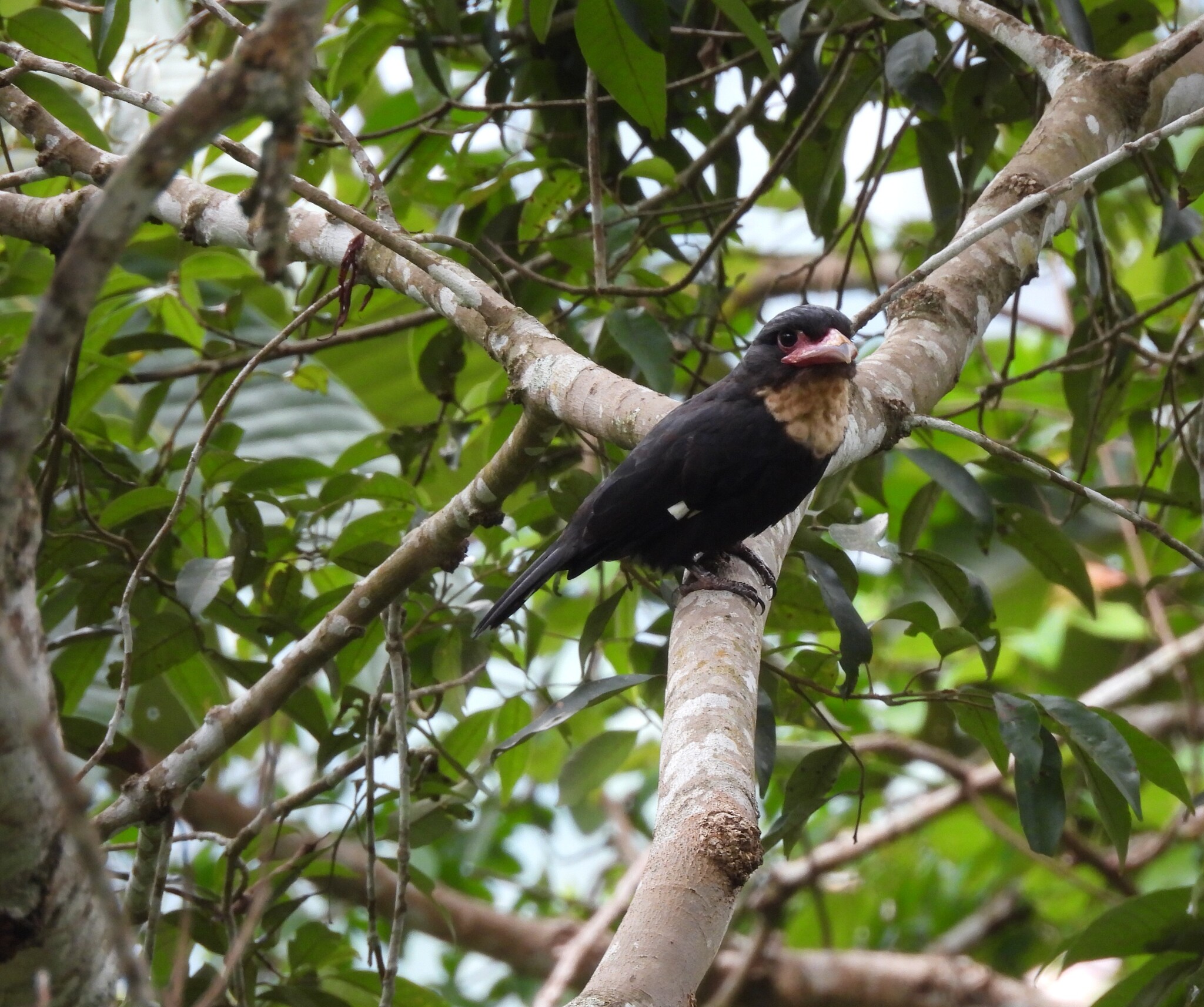 Dusky Broadbill (Corydon sumatranus), photo 8