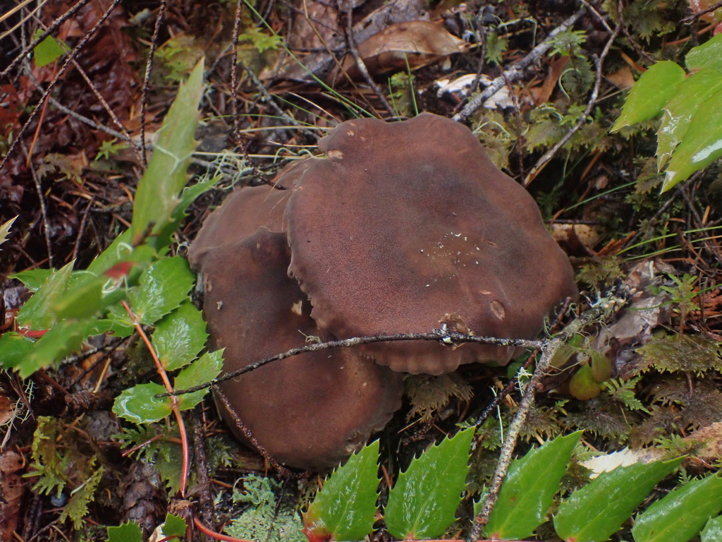 Jahnoporus hirtus · December 2025 · photo: © dgwdoesthings (iNaturalist, cc0)
