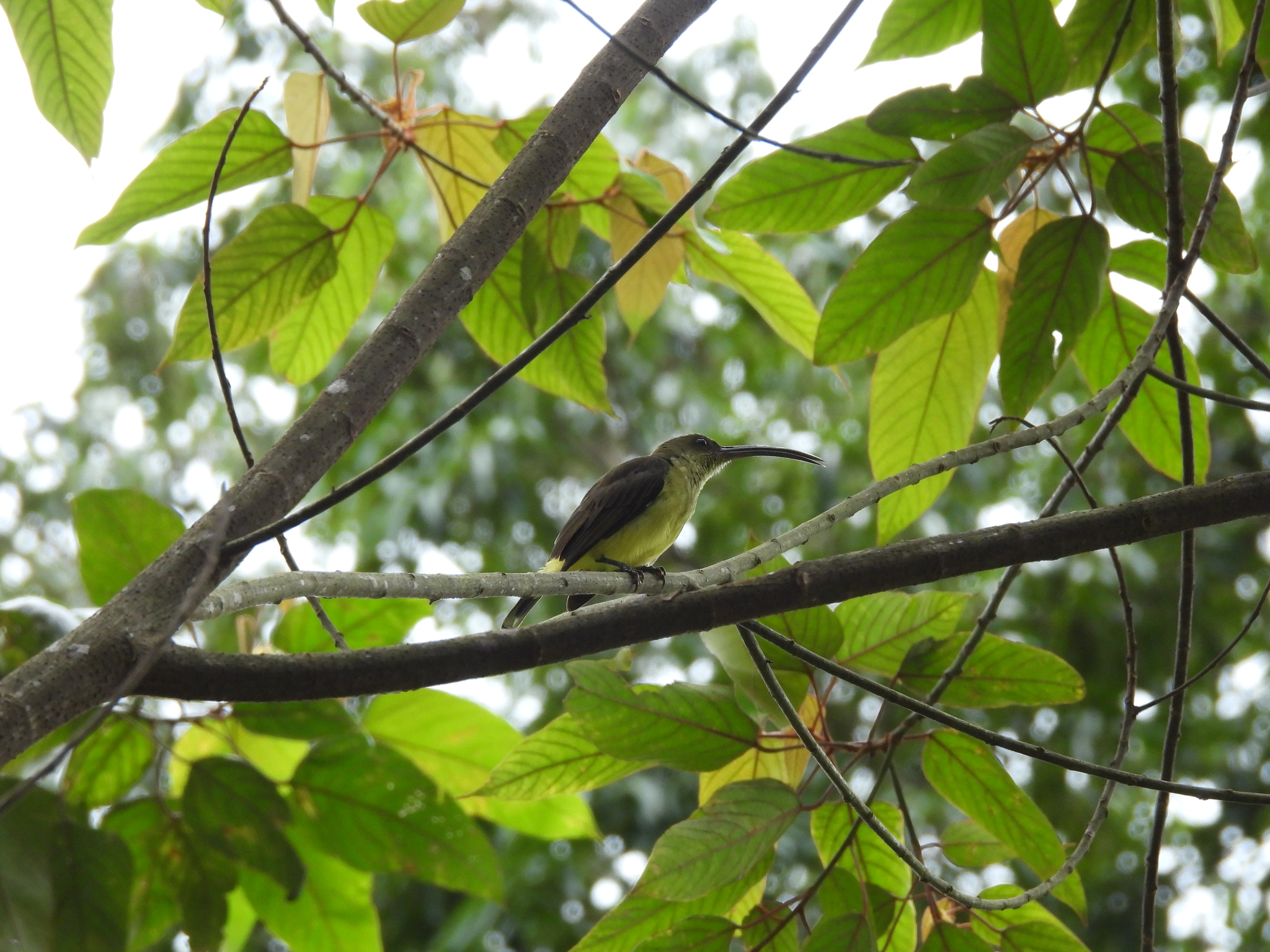Long-billed Spiderhunter (Arachnothera robusta), photo 1