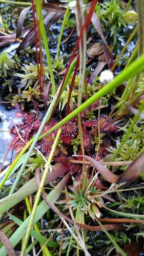 Drosera communis