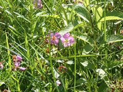 Virginia Meadow Beauty (Rhexia virginica)