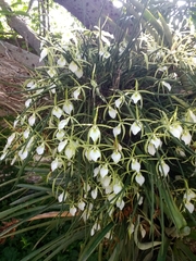 Brassavola tuberculata