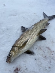 Coregonus clupeaformis