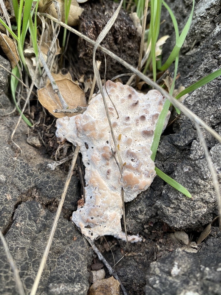 Blushing Rosette from Topanga State Park, Los Angeles, CA, US on