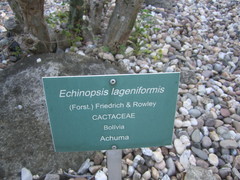 Trichocereus bridgesii