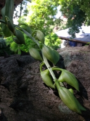 Catasetum fimbriatum