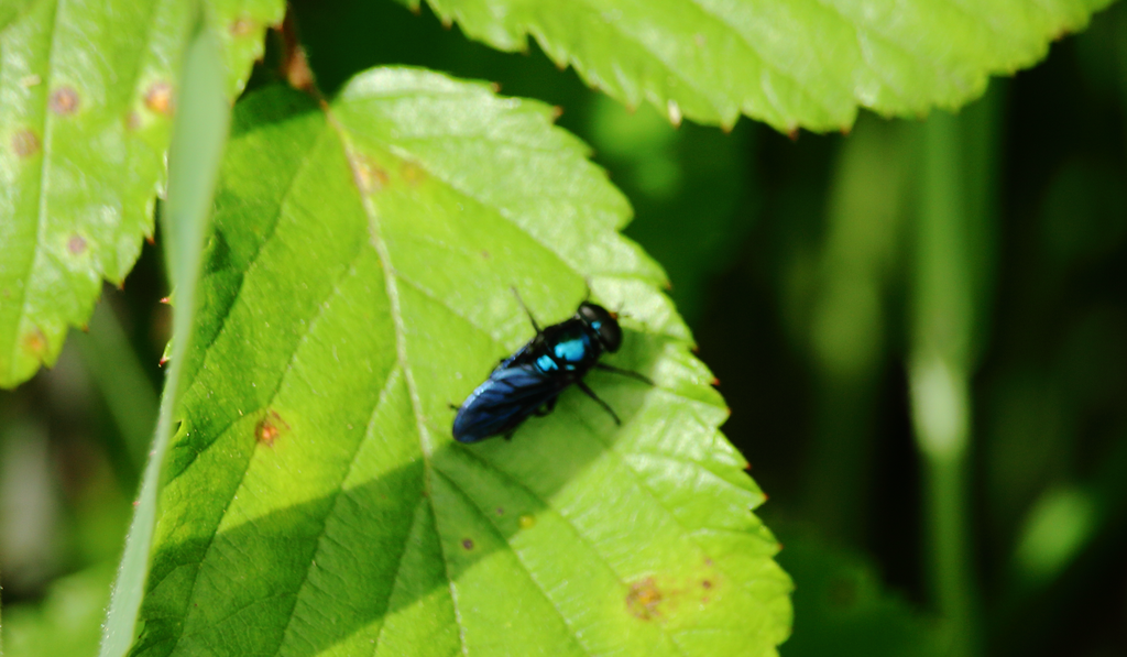 Philippimyia