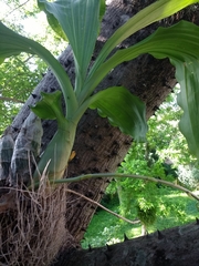 Catasetum fimbriatum
