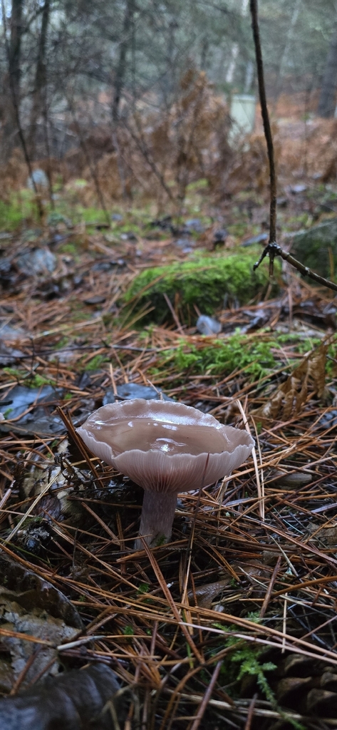 Collybia nuda · December 2025 · photo: © leannestacy (iNaturalist, cc0)