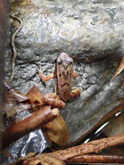 Mannophryne trinitatis