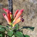 Aphelandra madrensis Lindau