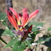 Aphelandra madrensis Lindau 2