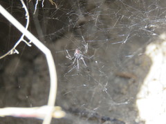 Latrodectus mirabilis