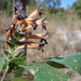Aphelandra madrensis Lindau 3