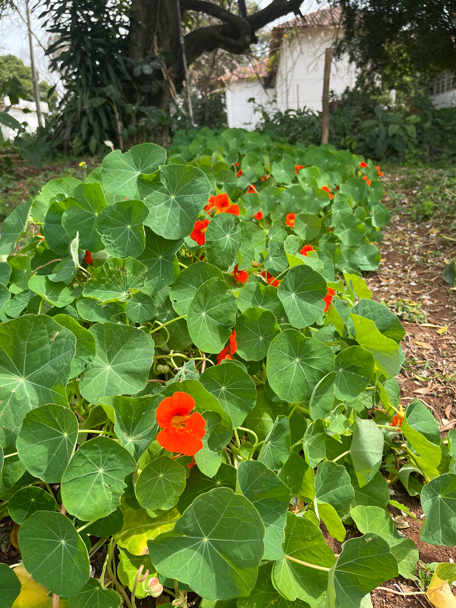 Tropaeolum majus