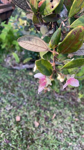 Rhodomyrtus tomentosa observed 2025-12-11