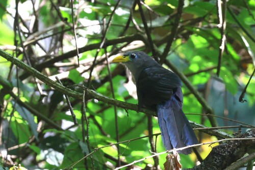 iNaturalist image