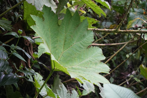 Gunnera brephogea observed 2025-06-22