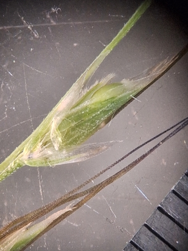Amphibromus neesii, 2025-12-12
