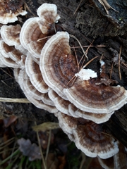 Trametes versicolor
