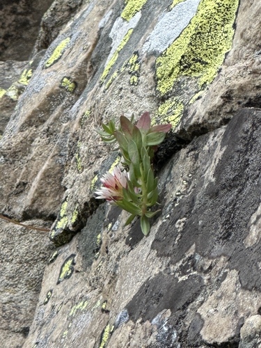Queen's Crown (Rhodiola rhodantha)