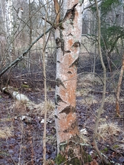 Trentepohlia umbrina