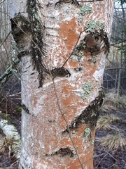 Trentepohlia umbrina