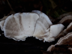 Trametes versicolor