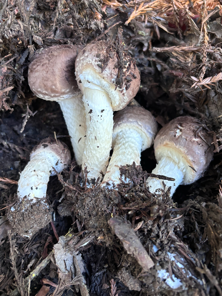 Agaricus subrutilescens · December 2025 · photo: © reago (iNaturalist, cc-by)