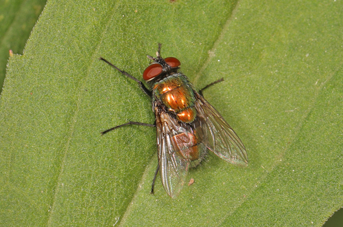 Unknown species found near Occoquan Regional Park, 9751 Ox Rd, Lorton, VA 22079, USA