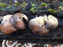 Sarcomyxa serotina