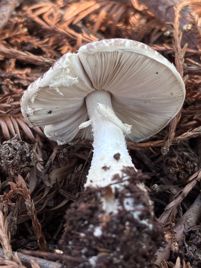 Agaricus subrutilescens · December 2025 · photo: © reago (iNaturalist, cc-by)