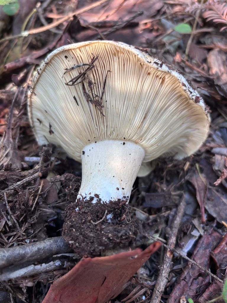 Russula brevipes · December 2025 · photo: © reago (iNaturalist, cc-by)