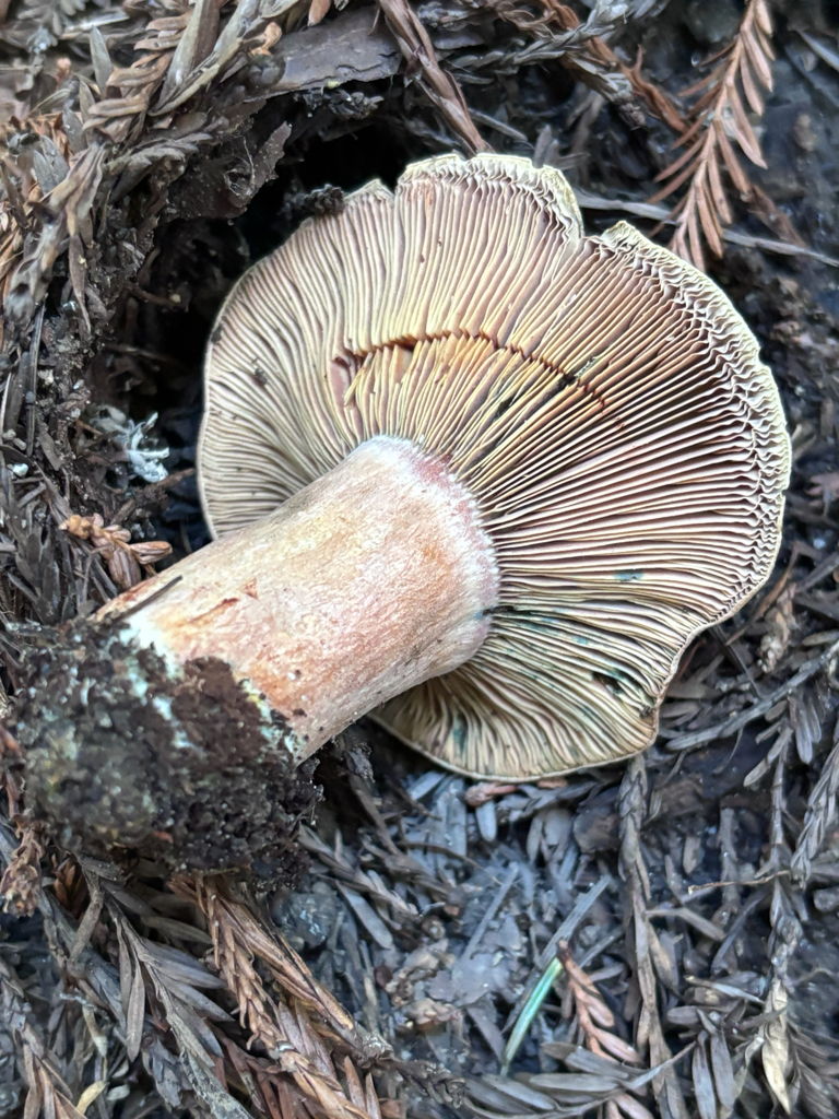 Lactarius rubrilacteus · December 2025 · photo: © reago (iNaturalist, cc-by)