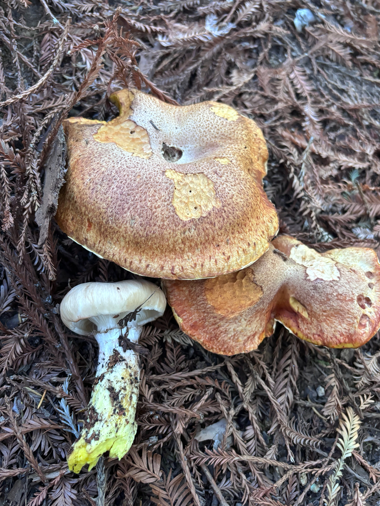 Suillus caerulescens · December 2025 · photo: © reago (iNaturalist, cc-by)