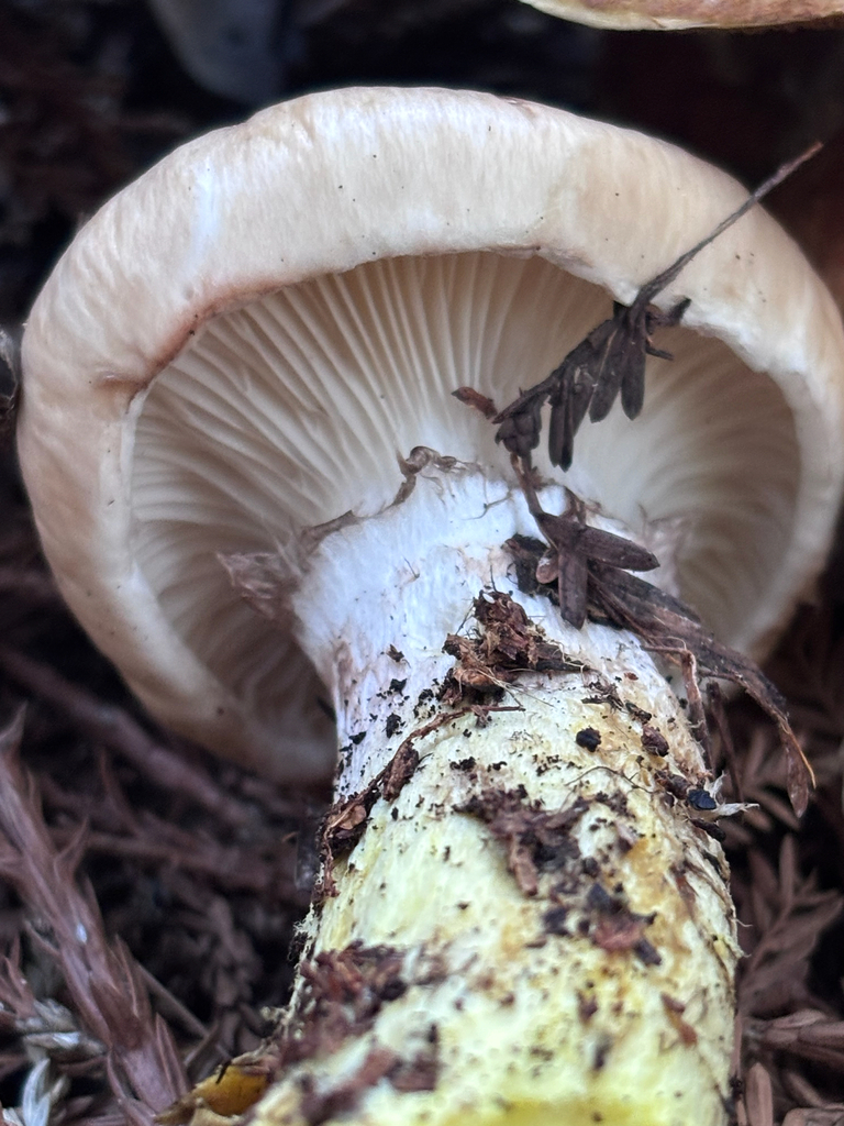 Gomphidius oregonensis · December 2025 · photo: © reago (iNaturalist, cc-by)