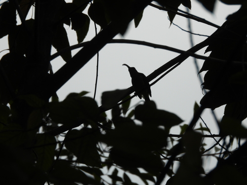 Long-billed Spiderhunter (Arachnothera robusta), photo 2