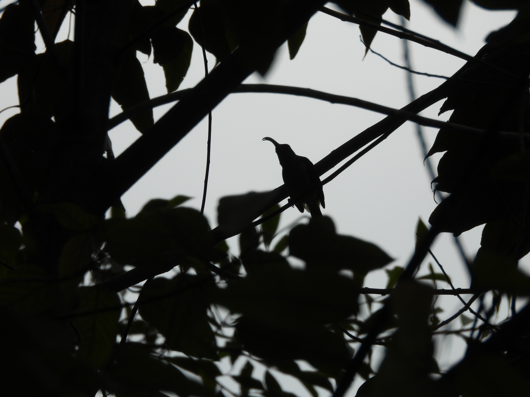 Long-billed Spiderhunter (Arachnothera robusta), photo 2