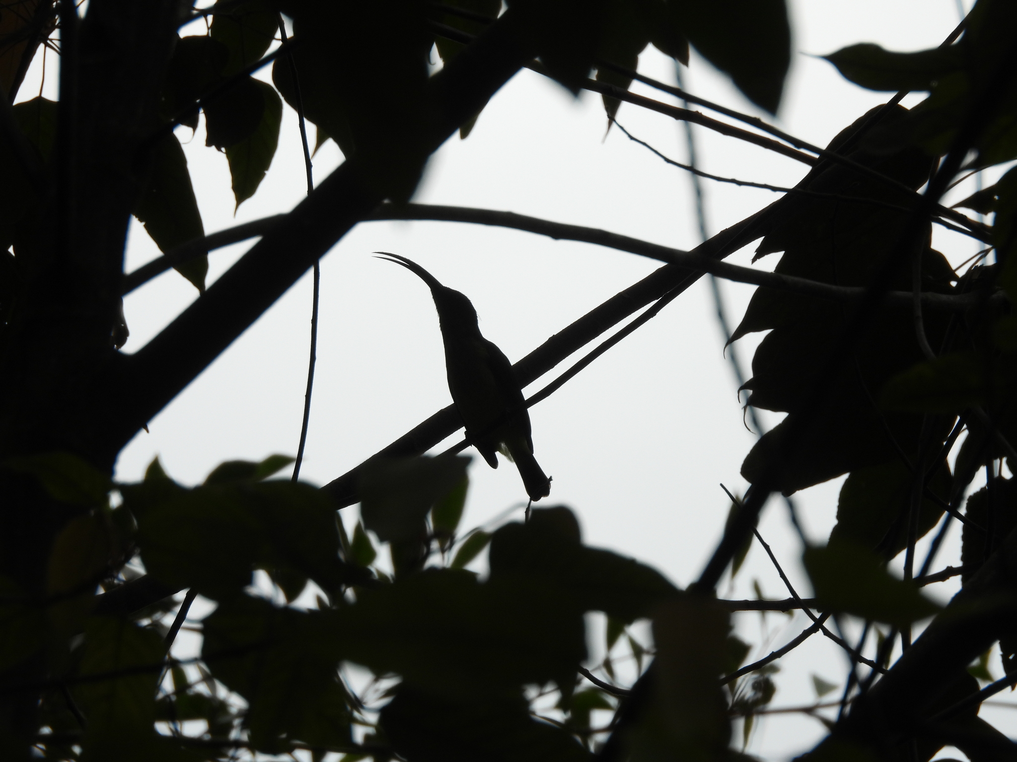 Long-billed Spiderhunter (Arachnothera robusta), photo 8
