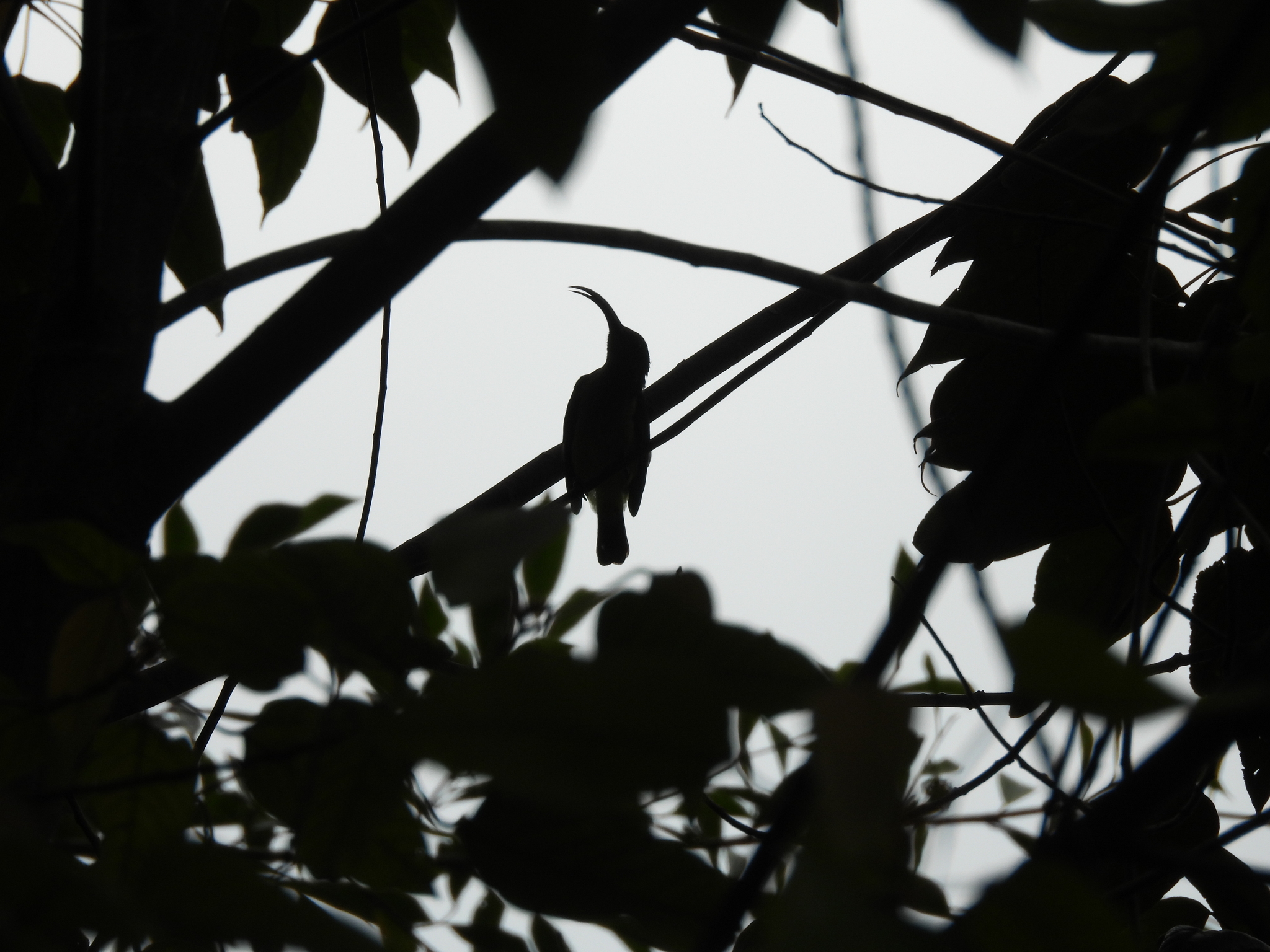 Long-billed Spiderhunter (Arachnothera robusta), photo 9