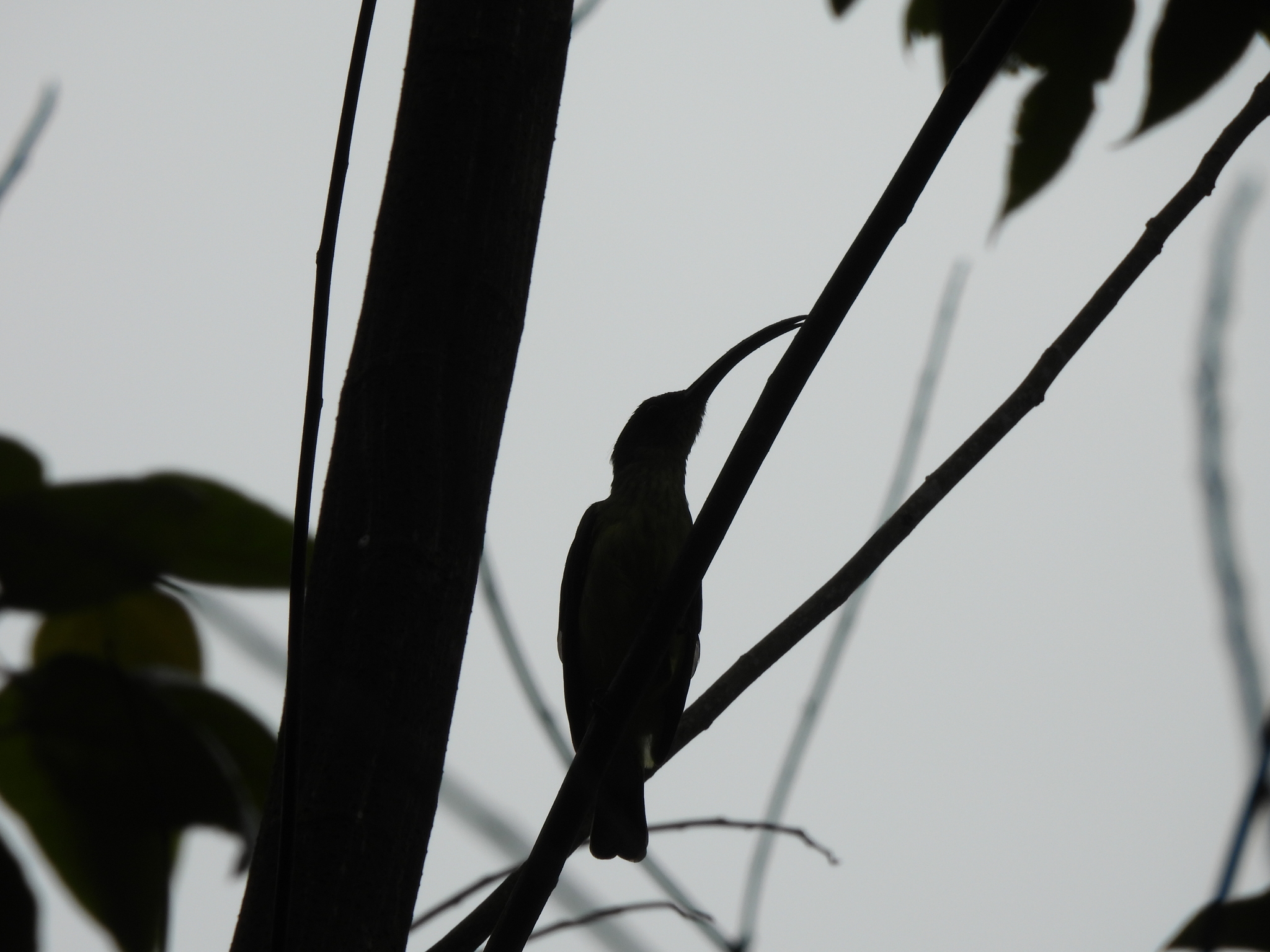 Long-billed Spiderhunter (Arachnothera robusta), photo 10