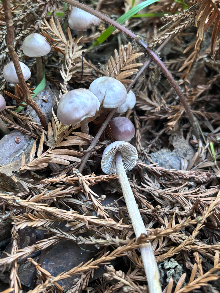 Mycena pura · December 2025 · photo: © reago (iNaturalist, cc-by)