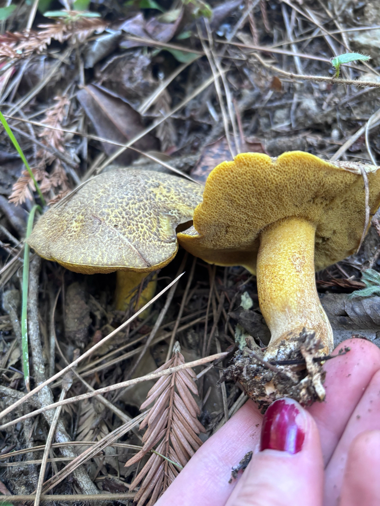 Suillus fuscotomentosus · December 2025 · photo: © reago (iNaturalist, cc-by)