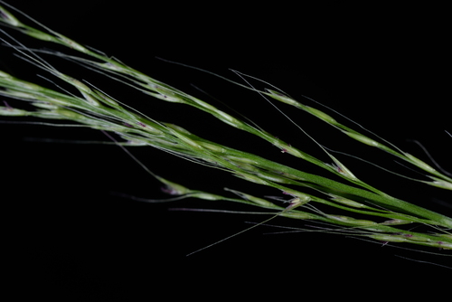 Garnotia acutigluma iNat (1)