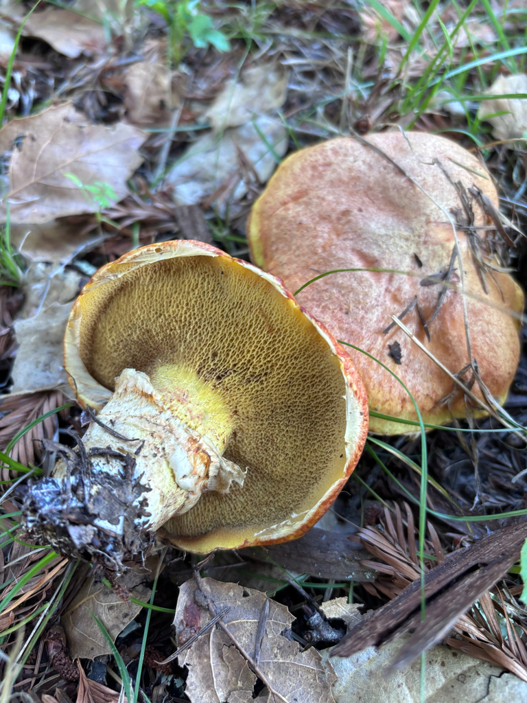 Suillus caerulescens · December 2025 · photo: © reago (iNaturalist, cc-by)