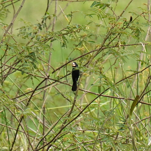 Nicaraguan Seed Finch (Sporophila nuttingi), photo 7