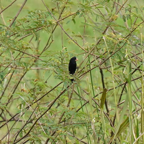 Nicaraguan Seed Finch (Sporophila nuttingi), photo 6