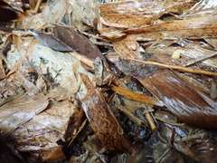 Mannophryne trinitatis